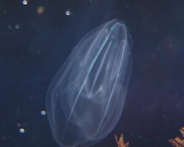 Żebropławy Grzebień Okupanta Morza Czarnego Jellyfish Leidy Ukraina Północnej Części — Wideo stockowe