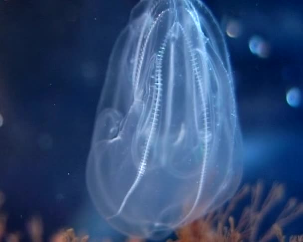 Ctenóforos Pente Invasor Para Mar Negro Medusa Mnemiopsis Leidy Ucrânia — Vídeo de Stock