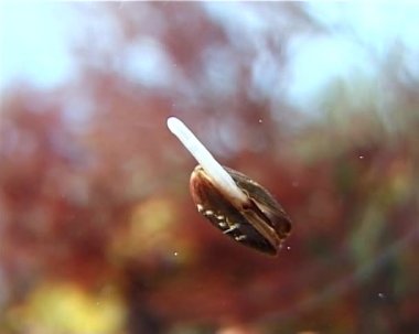 Küçük Mytilus galloprovincialis, Karadeniz