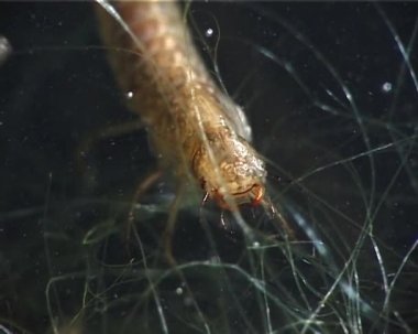 Idotea balthica - isopod deniz kabukluları idotea tür bir aile Idoteidae (Isopoda bir tür)