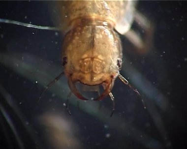 Idotea balthica - isopod deniz kabukluları idotea tür bir aile Idoteidae (Isopoda bir tür)