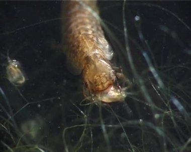 Yırtıcı su böceği larvası yakalar ve küçük kabuklular Daphnia yiyor