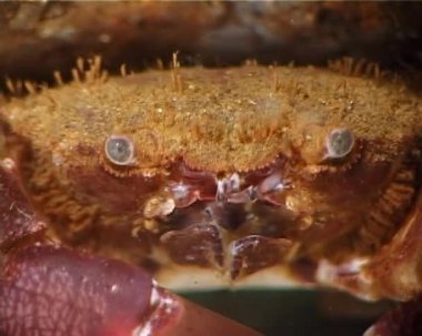 Kıllı yengeç (Pilumnus hirtellus), orta ölçekli. Karadeniz. Ukrayna