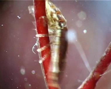 Idotea balthica - isopod deniz kabukluları idotea tür bir aile Idoteidae (Isopoda bir tür)