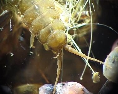 Idotea balthica - isopod deniz kabukluları idotea tür bir aile Idoteidae (Isopoda bir tür)