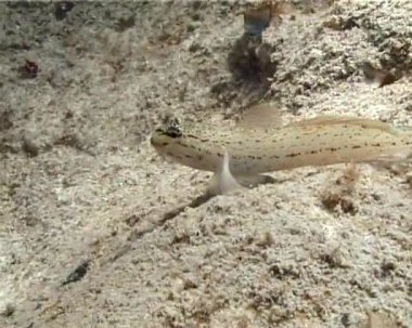 Kırım, Ukrayna 'da kumlu deniz yatağında (Gobius bucchichi) Karadeniz Goby