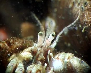 Küçük Yalnızcıl Yengeç (Diyojen pugilator). Karadeniz. Ukrayna.