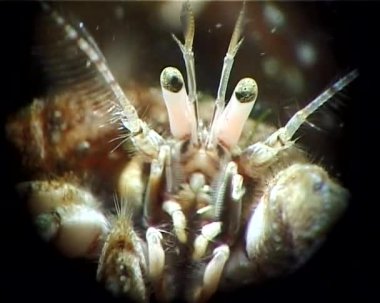 Küçük Yalnızcıl Yengeç (Diyojen pugilator). Karadeniz. Ukrayna.