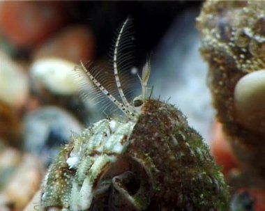 Küçük Yalnızcıl Yengeç (Diyojen pugilator). Karadeniz. Ukrayna.