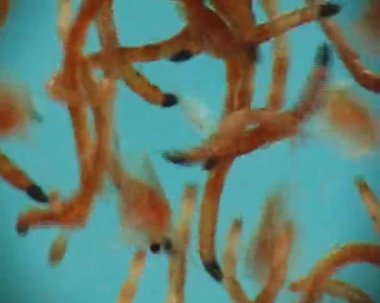 Larva Plecoptera ve daphnia mikroskopla, makro video