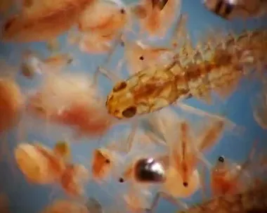 Larva Plecoptera ve daphnia mikroskopla, makro video
