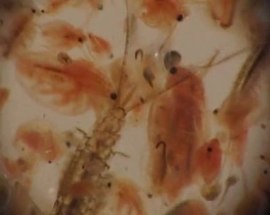 Larva Plecoptera ve daphnia mikroskopla, makro video