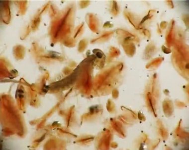 Larva Plecoptera ve daphnia mikroskopla, makro video