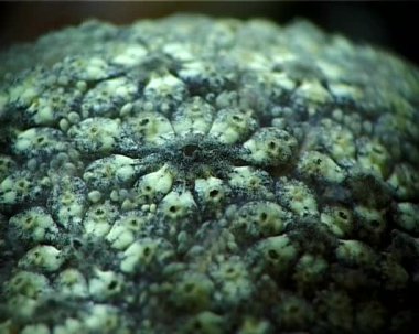 Tunicata Botrillus schlosseri, makro