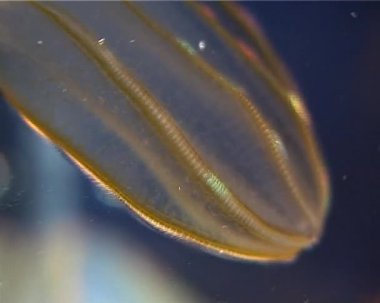 Ctenophores, yırtıcı tarak jöle (Beroe ovata). Karadeniz faunası. Ukrayna