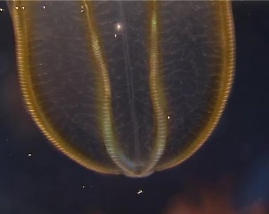 Ctenophores, yırtıcı tarak jöle (Beroe ovata). Karadeniz faunası. Ukrayna