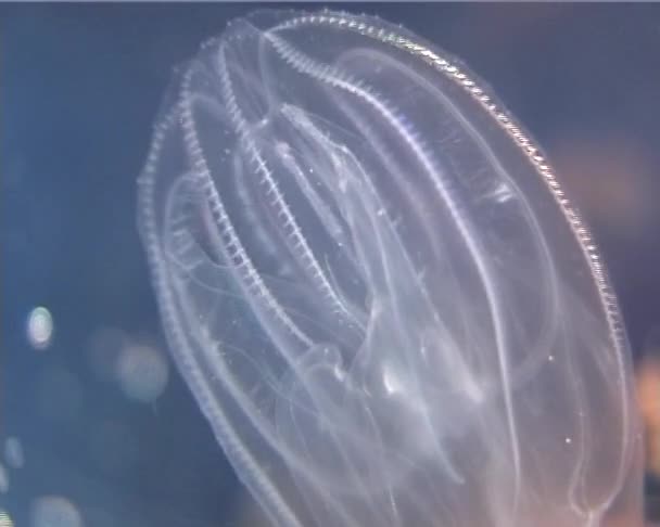 Ctenophores Гребінець Загарбник Чорного Моря Медуза Mnemiopsis Leidy Україна Північній — стокове відео