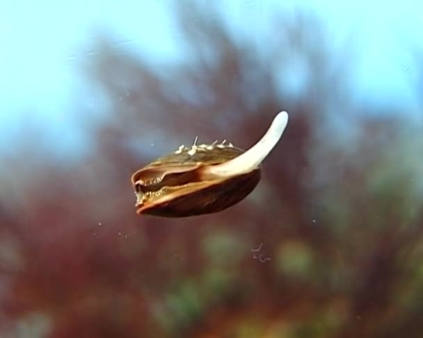 Pequeño Mytilus Galloprovincialis Mar Negro — Vídeos de Stock