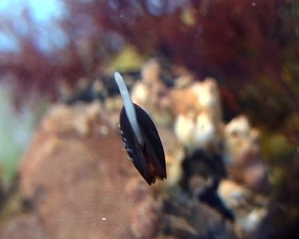 Liten Mytilus Galloprovincialis Svarta Havet — Stockvideo