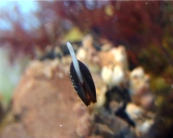 Liten Mytilus Galloprovincialis Svarta Havet — Stockvideo