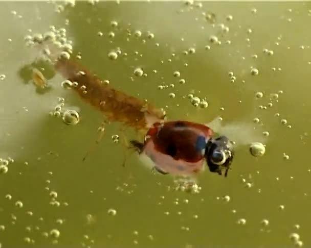 捕食水カブトムシの幼虫を食べるテントウムシ カブトムシ — ストック動画