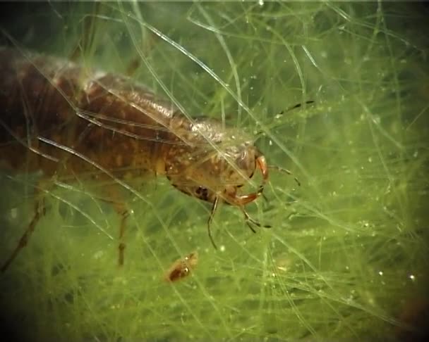 Larva Besouro Aquático Predador Captura Come Pequenos Crustáceos Daphnia — Vídeo de Stock