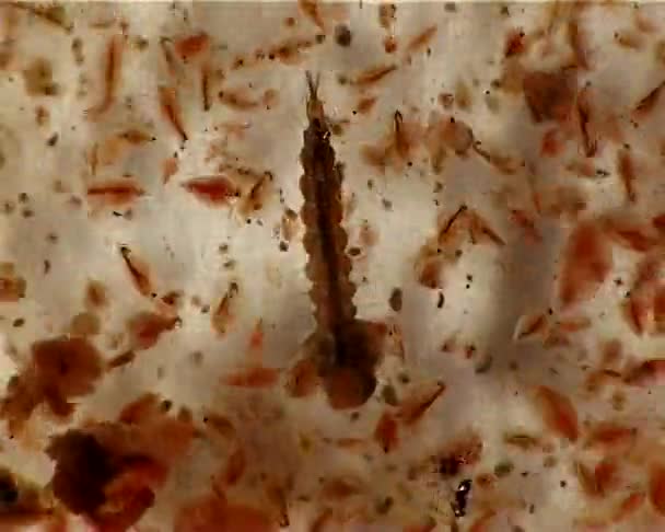 Tápláléka Fenéklakó Gerinctelenek Daphnia Mikroszkóp Makró Videóinak Alatt Lárvák — Stock videók