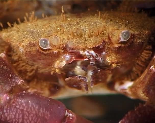 Harige Krab Pilumnus Hirtellus Middelmatig Schot Zwarte Zee Oekraïne — Stockvideo