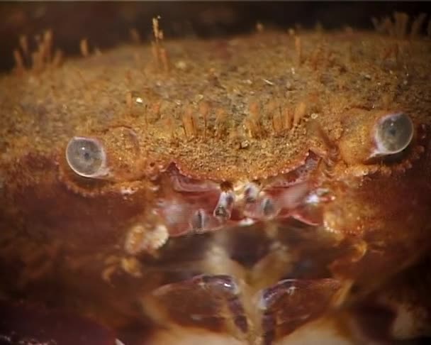 Hairy Crab Pilumnus Hirtellus Medium Shot Black Sea Ukraine — Stock Video