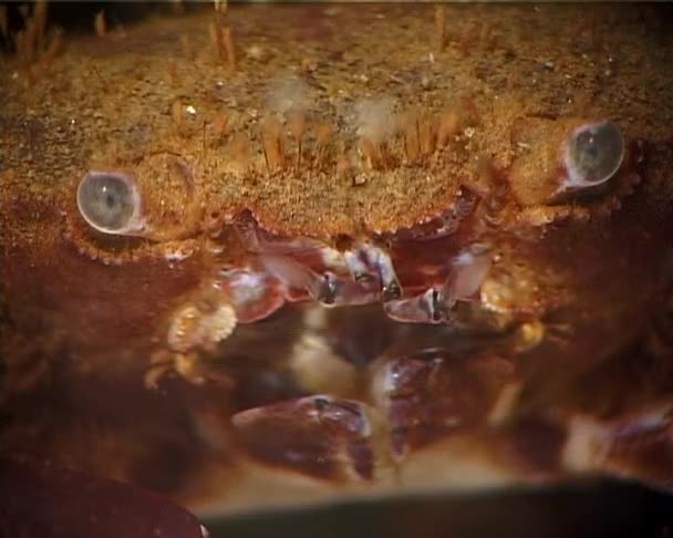 Hairy Crab Pilumnus Hirtellus Medium Shot Black Sea Ukraine — Stock Video