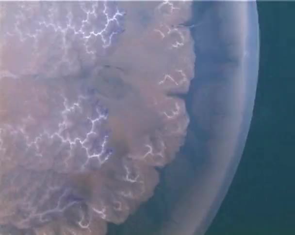 ปลาแมงกะพร นใหญ ในทะเลด องภ เขาไฟ Rhizostoma ลอยอย ในคอล Rizostomatidae ในครอบคร — วีดีโอสต็อก