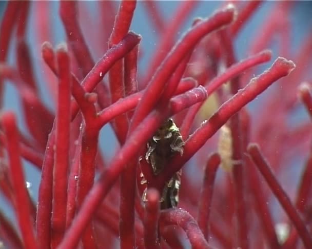Idotea Balthica Eine Art Mariner Isopoden Krebstiere Idotea Art Familie — Stockvideo
