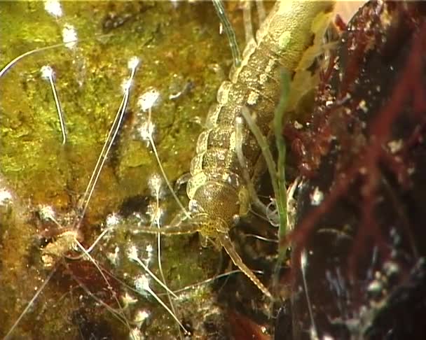 Idotea Balthica Druh Mořských Korýšů Isopod Idotea Druh Rodiny Idoteidae — Stock video