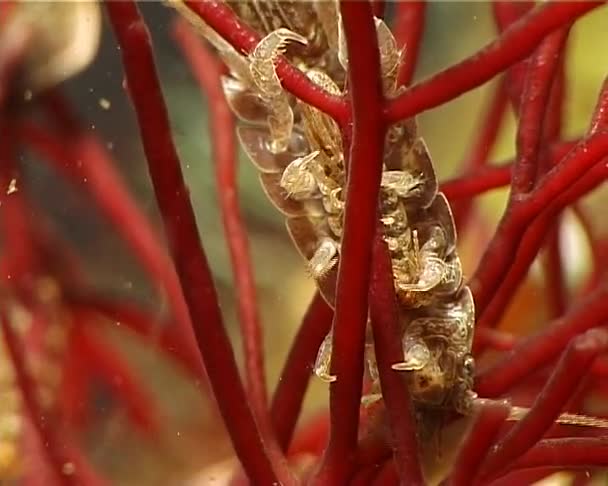 Idotea Balthica Свого Роду Морських Isopod Ракоподібних Idotea Роду Родина — стокове відео