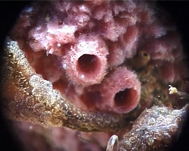 Zee Spons Onderwater Rotsen Zwarte Zee — Stockvideo