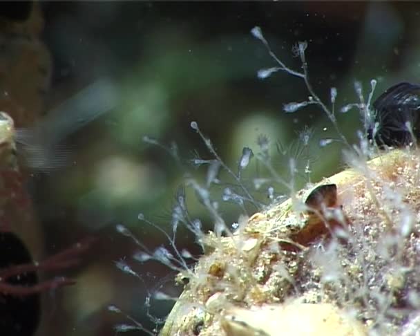 Gestrüpp Von Meerwasserpolypen Auf Felsen Auf Der Krim Schwarzes Meer — Stockvideo