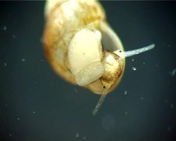 Hydrobia Acuta Druh Velmi Malé Brakické Vodě Šnek Gill Operculum — Stock video