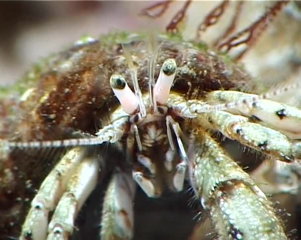 Piccolo Granchio Eremita Diogenes Pugilator Mar Nero Ucraina — Video Stock