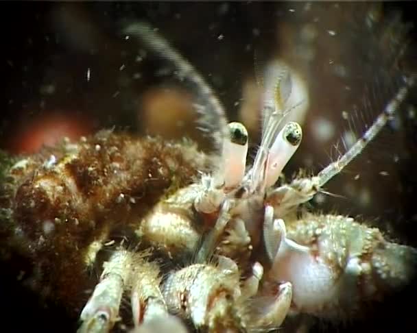 Small Hermit Crab Diogenes Pugilator Black Sea Ukraine — Stock Video