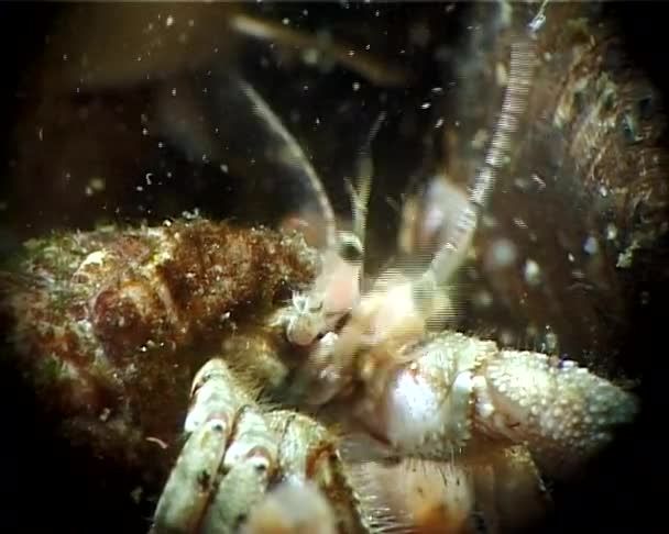 Small Hermit Crab Diogenes Pugilator Black Sea Ukraine — Stock Video