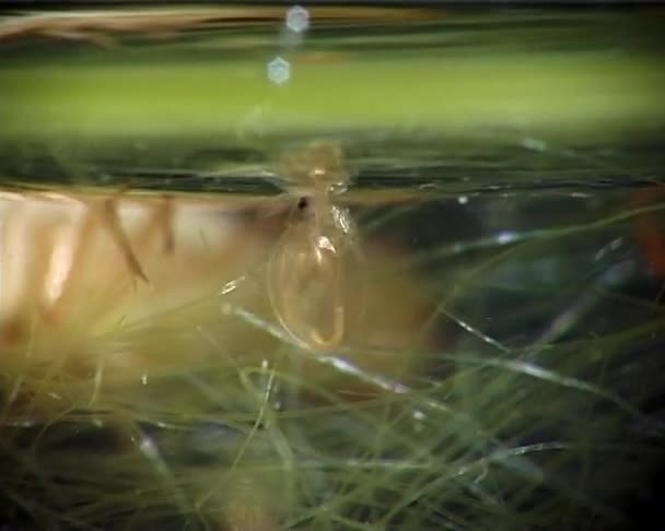 Daphnia Ett Släkte Små Plankton Kräftdjur — Stockvideo