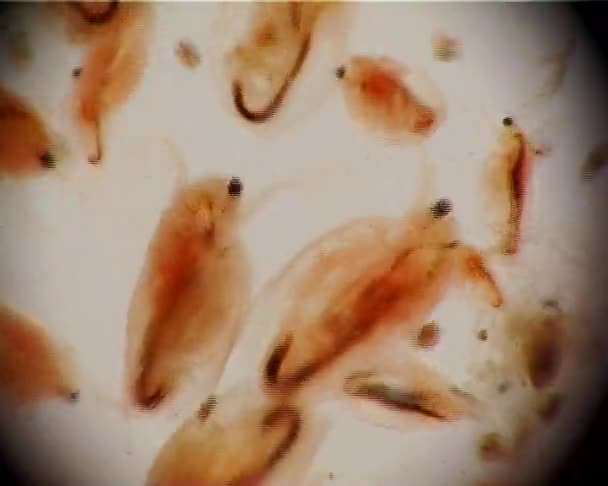 Daphnia Nemzetség Kis Planktonikus Rákok — Stock videók