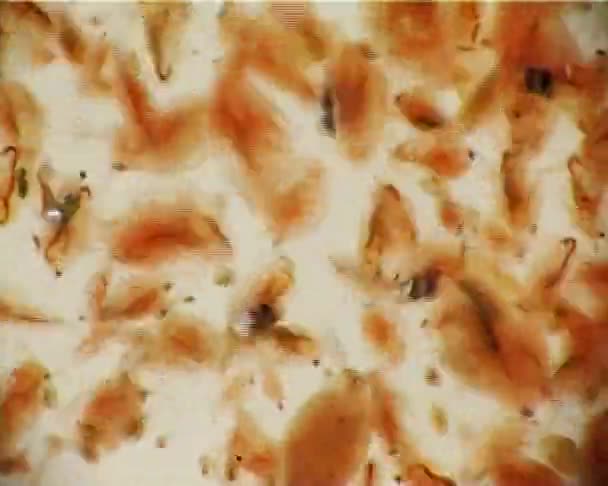 Daphnia Genus Small Planktonic Crustaceans — Stock Video