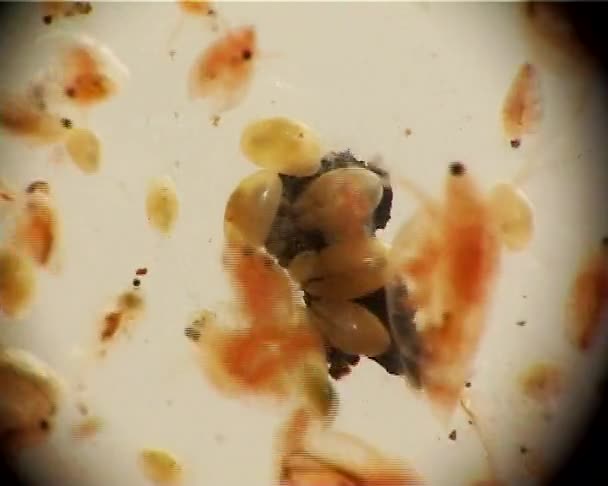 Daphnia Género Pequeños Crustáceos Planctónicos — Vídeos de Stock