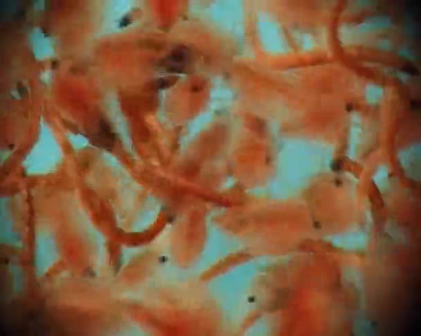 Larven Von Plekoptera Und Daphnien Unter Dem Mikroskop Makrovideo — Stockvideo