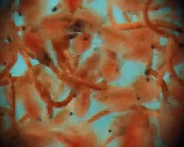 Larves de plécoptères et de daphnies au microscope, macro vidéo 