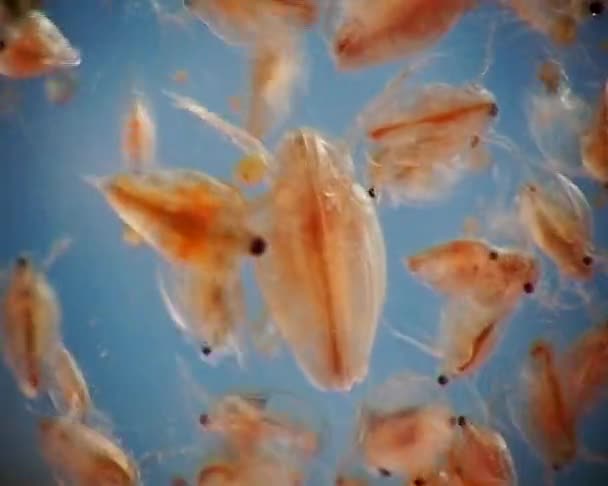 Larven Van Steenvliegen Daphnia Onder Een Microscoop Macro Video — Stockvideo