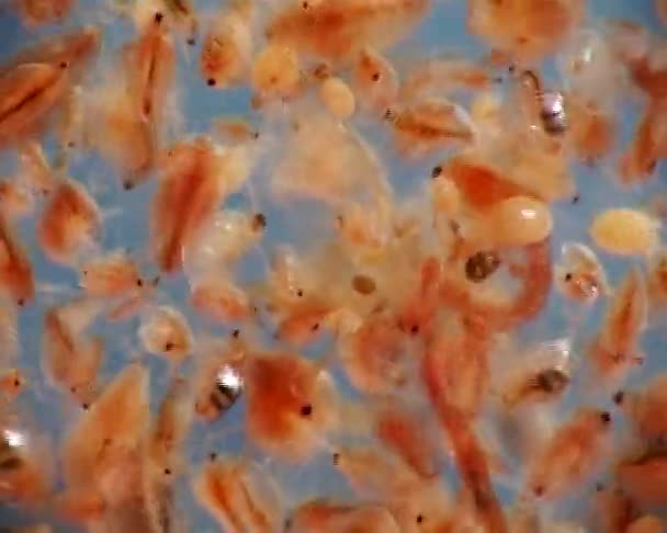 カワゲラとミジンコ顕微鏡ビデオ マクロの幼虫 — ストック動画