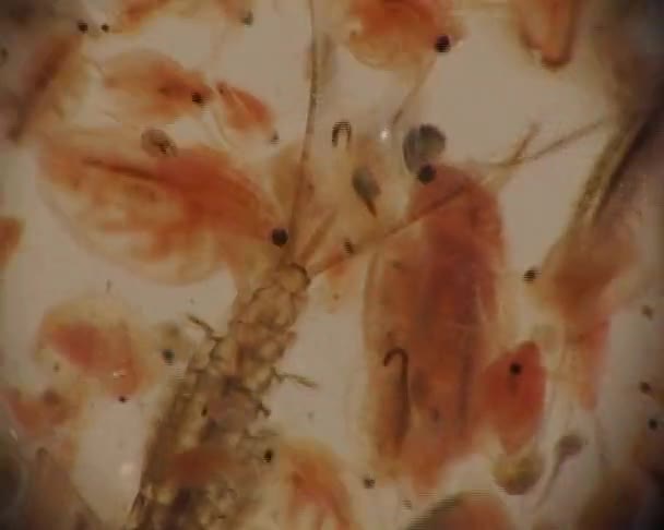 Προνύμφες Του Πλεκόπτερα Και Daphnia Magna Κάτω Από Ένα Μικροσκόπιο — Αρχείο Βίντεο
