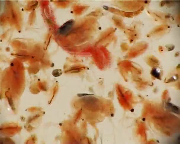 Tápláléka Fenéklakó Gerinctelenek Daphnia Mikroszkóp Makró Videóinak Alatt Lárvák — Stock videók